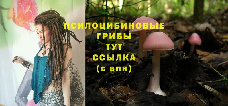 купить  сайты  Карачев  Псилоцибиновые грибы MAGIC MUSHROOMS 